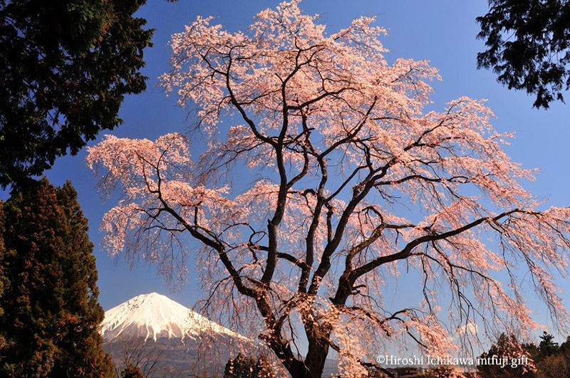 富士山33