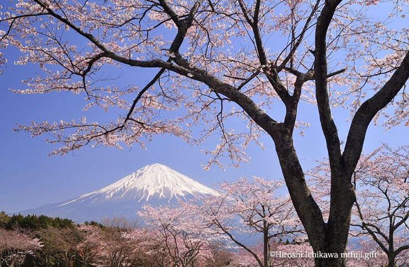 富士山37