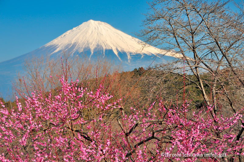 富士山5